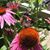 Nancy Pizzo Pedano's profile image