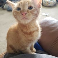 Chris Fleming's profile image