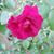 Kathleen Suzanne Lindley's profile image