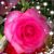Sharon Harnett's profile image
