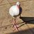 Michelle Mitchell Franks's profile image