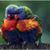 Donna Lee Gaus Lash's profile image
