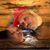Kecha Hall's profile image