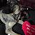 Michelle Pelton Dooley's profile image