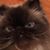 Carolyn Robinson's profile image