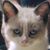 Dana Reyhons's profile image