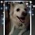 Grace Dodson Sammis Stasica's profile image