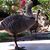 Darlene Ruh's profile image