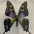 Kelly Kortz's profile image