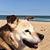 Sue Brown Haumersen's profile image