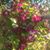 Barbara Goebel Smith's profile image