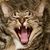 Ken Cardenas's profile image