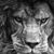 Jason Robert Marcil's profile image