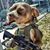 Duece Bigelow's profile image
