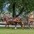 Sheri Haviza's profile image