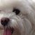 Richard Bonavita's profile image