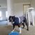 Oliver Boston Terrier's profile image