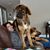 Denise Chisholm Olszewski's profile image