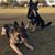 Susan Ruthman Francione's profile image