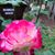 Linda Wood-Mitchell's profile image