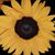 Carie Jommen's profile image