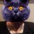 Shannon Galiszewski's profile image