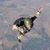 Sky Eagle's profile image