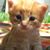Karen Koontz's profile image