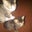 Meira Ima's profile image