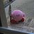 Arilena Gay's profile image