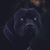Dale Buccini's profile image
