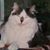 Katt D'Alessandro's profile image