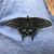 Dorie Tschudy's profile image
