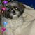 Pamela Rose Sherer's profile image