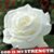 Cynthia L. Johnson's profile image