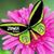 Rocio Calderon's profile image