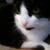 Deborah Cerotano Terrasi's profile image