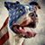 Vincent Galluzzo's profile image