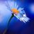 Deb Zimmerman's profile image