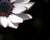 celina b.'s profile image