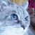 Michelle Woods Cox's profile image