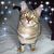 Cherie Lizabeth's profile image
