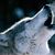 Julia Lynn Dorsett's profile image