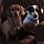 Beth Betsill Schnitger's profile image