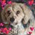 Stacy Gerstein's profile image