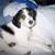Sugar Pisani's profile image