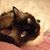 Amanda Bellard's profile image