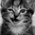 Muhammad Abdullah Malik's profile image