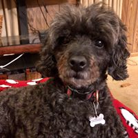 Deanna McCormack's profile image