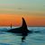 Ingrid Meske's profile image